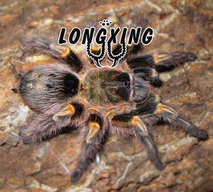 龍兴小铺巴西巨人金直间足展6-8厘米幼体宠物活体蜘蛛