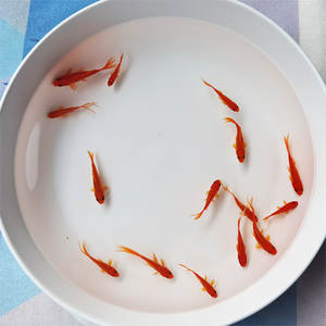 兰寿金鱼苗小型