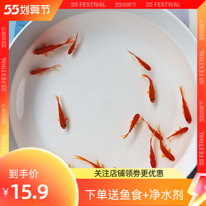 草金鱼小金鱼活鱼耐活鱼苗观赏鱼不打氧小鱼长尾好养淡水鱼锦鲤鱼