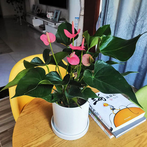 粉掌办公室内桌面小盆栽可爱精致花期长时令花卉多年生植物成都