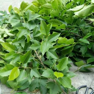 tb386949023639淘宝龙利叶种苗龙脷叶龙舌叶树苗清热润肺中草药苗龙