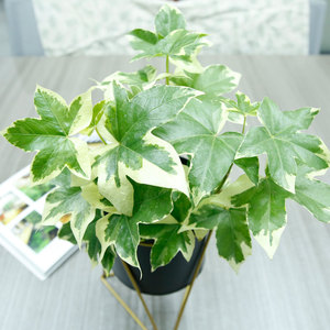 花叶熊掌木盆栽四季常绿木本植物金叶绿植耐热多年生阳台庭院包邮