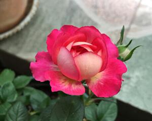 【可乐的花园】妮可柯德娜 勤花独特靓丽微月 复色月季阳台盆栽