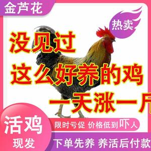 【特好养】七彩金芦花鸡半斤活体原种芦花鸡纯种汶上红芦花小鸡苗