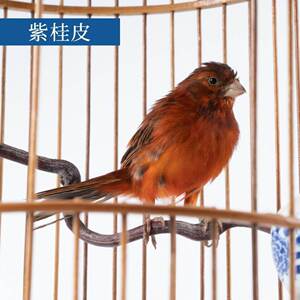 活体包邮玉鸟红桂皮芙蓉鸟山东黄玉鸟白玉鸟鸣唱鸟白燕辣椒红玉鸟