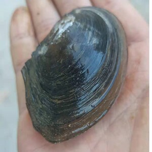 河蚌水族宠物鱼缸净水养观赏草蚌圆顶珠蚌活体活物清结工草蚌