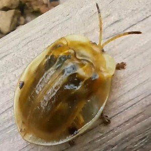 大黄龟金花虫铁甲科锯龟锯龟甲属活体龟金花虫活体死标本昆虫教学