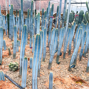 金青阁仙人柱植物大仙人棍仙人柱盆栽室内超大墨西哥蓝鸡腿仙人柱