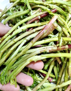 晒我洪湖特产顺丰包邮新鲜泥蒿野生芦蒿黎蒿篱蒿泥耗当季蔬菜