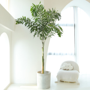 狐尾椰热带植物盆栽室内大型绿植室外阳台庭院绿化网红棕榈椰子树