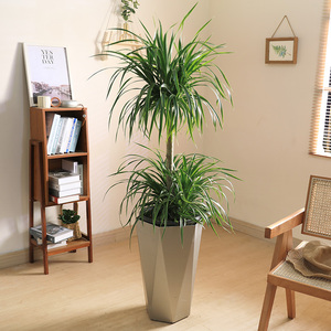 双木林龙血树盆栽植物卧室客厅绿植室内好养活四季多头龙须树老桩