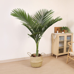 双木林假槟榔树亚历山大椰子树热带植物耐旱庭院大型落地绿植盆栽