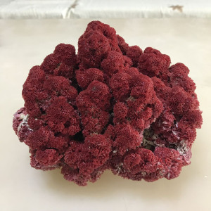 天然精美笙珊瑚石壳蜂窝管珊瑚地中海洋标本科普旺运招财摆件收藏