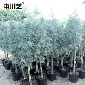 球形蓝冰柏针叶观赏树四季常绿造型棒棒糖植物 庭院家庭小圣诞树