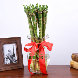 水培罗汉竹 龙竹 富贵竹水养植物办公桌绿植室内客厅书房小型盆栽