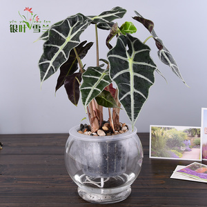 黑叶芋观音莲 水培植物花卉客厅办公室盆栽 处女座小仙女开运植物
