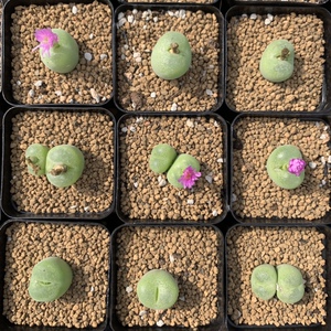 肉锥 翠光玉 翠星 母本开花株 多肉小巴扎番杏科 多肉小巴扎