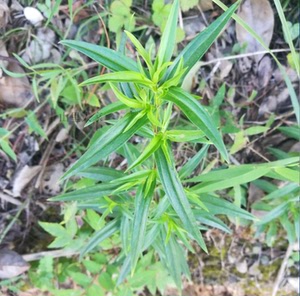 大山野生水灵芝 水黄连 鱼胆草 金盆 青鱼胆草 龙胆科川东獐牙菜