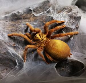 千里达橄榄金蜘蛛 原色 金色种1-2cm苗子 可群养