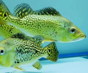 高品质巴西亚金三间喷金虫纹巴西亚观赏鱼只做精品巴西亚虫纹黄金