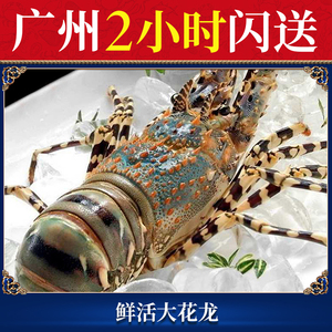 2-5斤/只澳洲花龙虾鲜活海鲜水产超特大青龙野生锦绣大龙虾