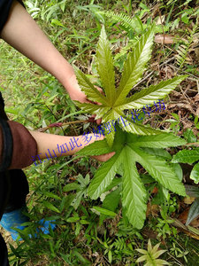 观叶药用植物 七指风 七爪风 攀藤有刺 叶开七裂 野生苗