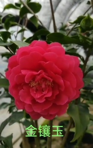 金镶玉茶花嫁接大苗