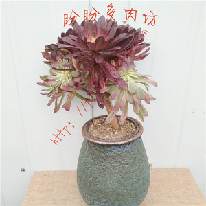 多肉法师小桩嘉年华红覆轮法师小老桩一物一拍盼盼多肉坊