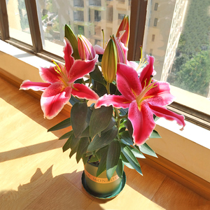 香水百合花盆栽带花苞带土发货四季开花植物阳台室内客厅好养花卉