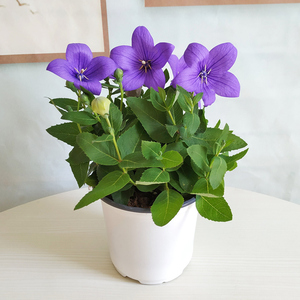 中华桔梗盆栽带花苞四季开花阳台庭院好养多年生重瓣洋桔梗花卉