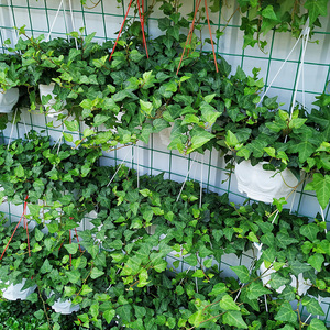 爬藤植物四季常绿阳台