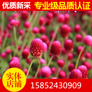 801人付款淘宝千日红千日紫种子春播观花种子百日红火球花景观绿化易