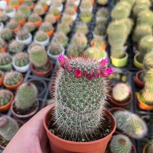 【带花苞】猩猩丸实生仙人球柱植物盆栽办公桌客厅净化空气防辐射