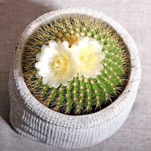 【2年实生】金冠仙人球植物盆栽办公阳台新手好养开花实生防辐射