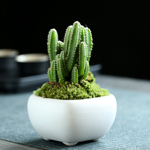 万重山盆栽仙人掌多肉植物花卉室内办公室绿植四季好养易活仙人球