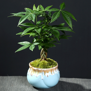 发财树盆栽植物花卉绿植陶瓷花盆办公室内客厅好养易养净化空气
