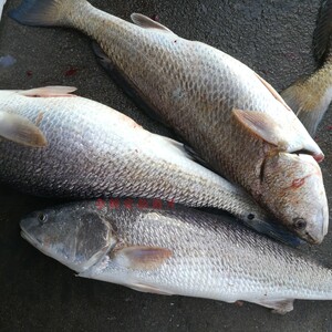 【争鲜海鲜】海钓野生红古鱼  红鱼鲜活水产海鱼500g 每条5到18斤