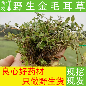 野生新鲜金毛耳草500克木瓜草黑瓜路过大地蜈蚣仙人对坐草上山旗