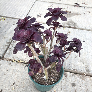 独眼巨人法师老桩 一物一拍 造型好看 状态佳 慕稚园多肉植物