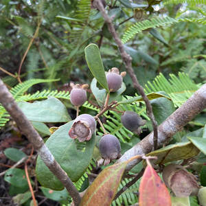 900人付款天猫山捻子500g克中药材山捻子岗捻子山捻子干果山稔子果