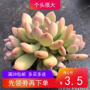 胭脂美人处女座 多肉植物贵货萌肉肉室内桌面盆栽长沙星昊多肉