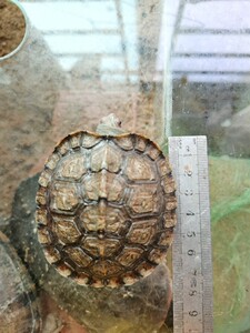 木纹龟宠物龟
