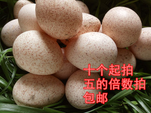 火鸡种蛋受精蛋孵化