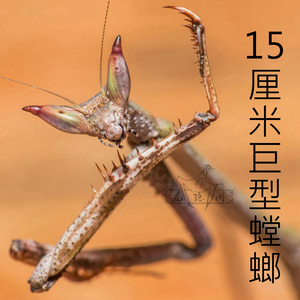瘤刺螳非洲螳螂15cm巨型昆虫爬虫鸣虫另类活体礼物宠物缺货