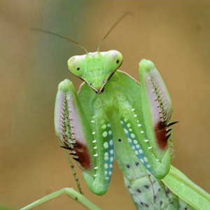 盖菱背螳螂彩色巨人盾另类昆虫爬虫饲养活体宠物创意儿童礼物教室