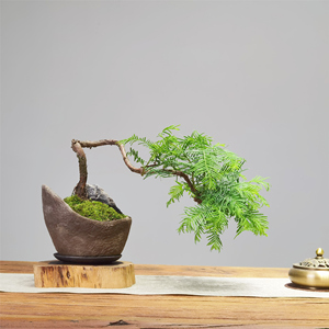 造型水杉盆景室内悬崖临水老桩绿植办公桌茶台茶几落羽杉真树盆栽