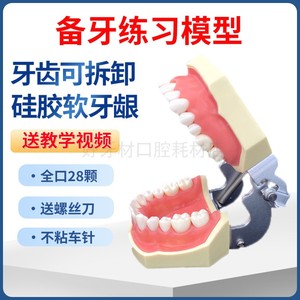 口腔教学牙齿模型仿真树脂离体牙模考试窝沟备牙练习口腔仿真头模