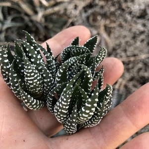 多肉植物 鹰爪十二卷砍头苗 4cm 10个起售