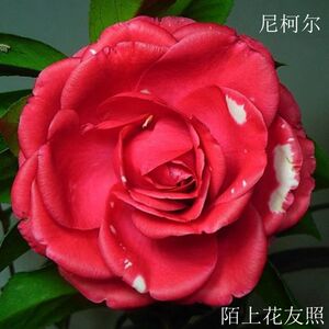 尼古拉大帝茶花