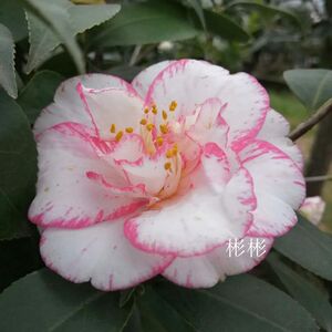 酒盅花 萨库卡 日本名贵进口品种茶花苗庭院阳台花园四季常绿植物